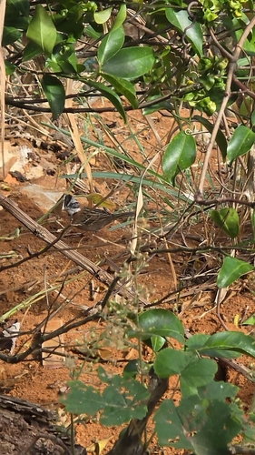 Rufous-collared Sparrow