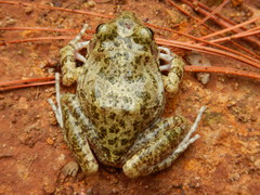 Craugastor augusti cactorum