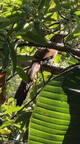 Common Squirrel-Cuckoo