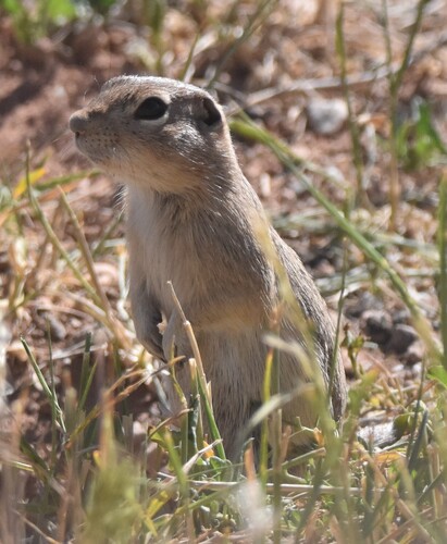 Piute Ground Squirrel observed by billryerson