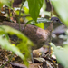 Highland Tinamou - Photo (c) C Yasuda, some rights reserved (CC BY-NC), uploaded by C Yasuda