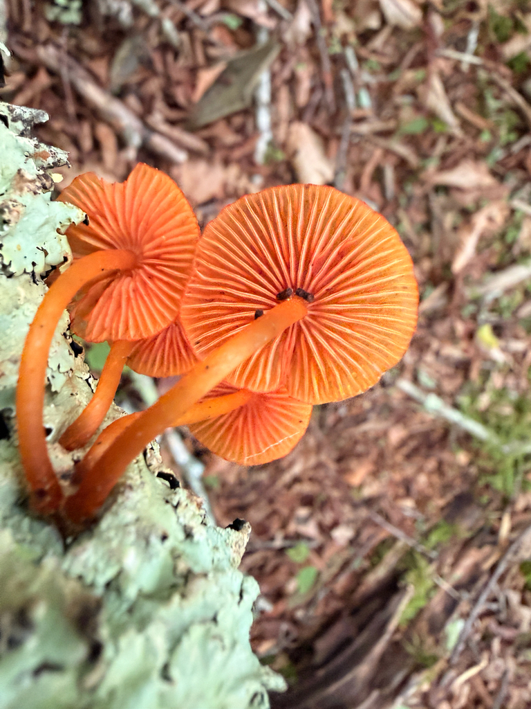 orange mycena · June 2026 · photo: Photo: (c) Ryan Goodman, some rights reserved (CC BY) · iNaturalist