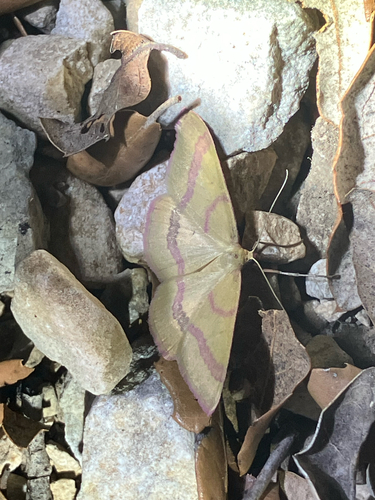 Rhodostrophia calabra