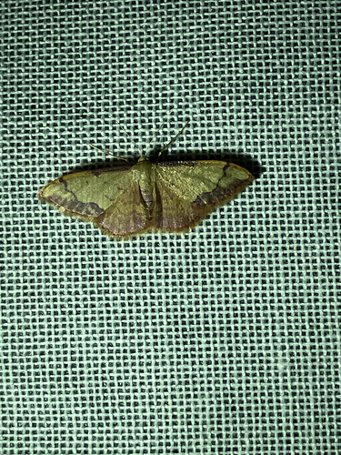 Idaea ostrinaria