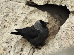 Corvus monedula