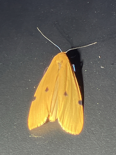 Four-spotted Footman