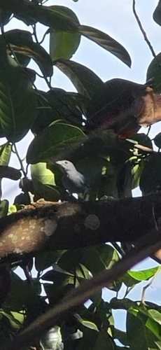 Sayaca Tanager