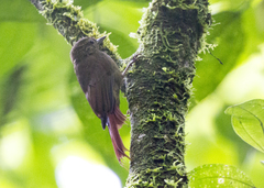 Glyphorynchus spirurus