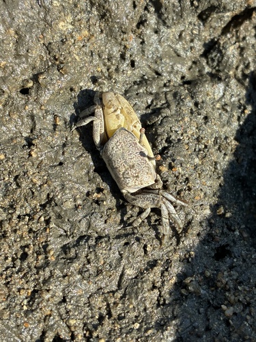 Milky Fiddler Crab