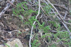 Selaginella pallescens