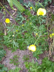 Ranunculus