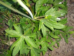 Ranunculus