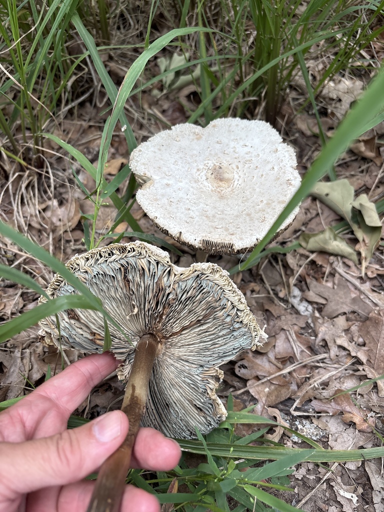 Green-spored Parasol · June 2026 · photo: Photo: (c) Sam Kieschnick, some rights reserved (CC BY) · iNaturalist
