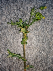Senecio vulgaris