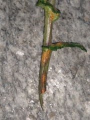 Puccinia lagenophorae