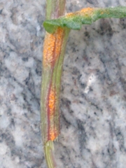 Puccinia lagenophorae