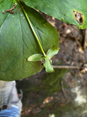 Trillium flexipes, photograph (c) Chris Stahl, some rights reserved (CC BY)