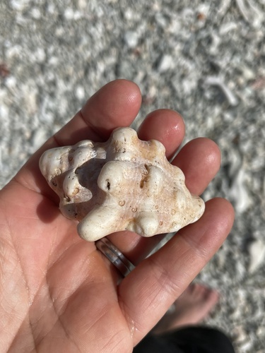Mancinella armigera observed 2026-06-14