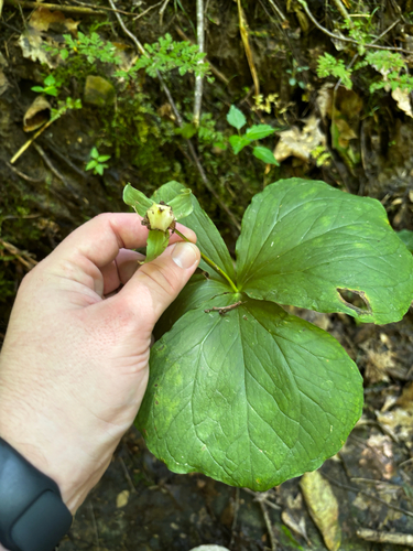 Trillium flexipes, photograph 1