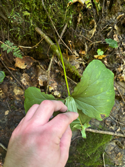 Trillium flexipes, photograph (c) Chris Stahl, some rights reserved (CC BY)