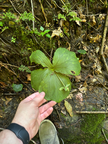 Trillium flexipes, photograph 2