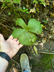 Trillium flexipes, photograph (c) Chris Stahl, some rights reserved (CC BY)