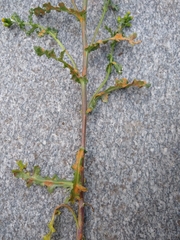 Puccinia lagenophorae