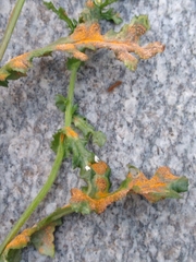 Puccinia lagenophorae