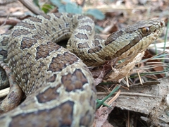 Crotalus triseriatus