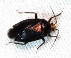 Deraeocoris sayi