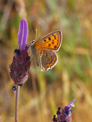 Lycaena bleusei
