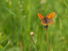 Lycaena bleusei