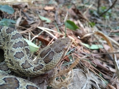 Crotalus triseriatus