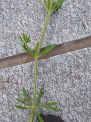 Galium aparine