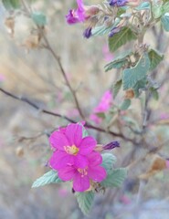 Melochia tomentosa, photograph (c) Jose Luis Leon de la Luz, some rights reserved (CC BY)