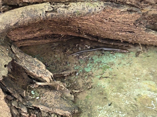 Lampropholis delicata observed 2026-06-14