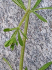 Galium aparine