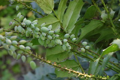 Berberis × hortensis