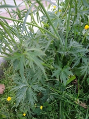 Ranunculus acris