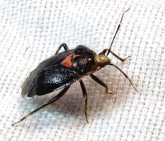 Deraeocoris sayi