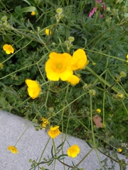 Ranunculus acris
