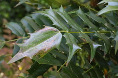 Berberis × hortensis