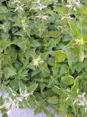 Urtica dioica