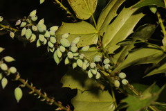 Berberis × hortensis