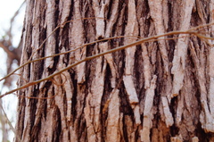 Dalbergia granadillo