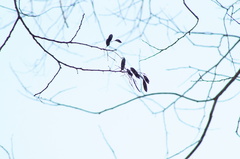 Dalbergia granadillo