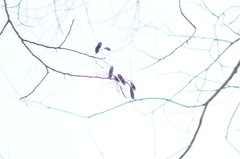 Dalbergia granadillo