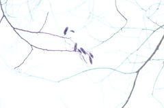 Dalbergia granadillo