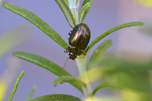 Rosemary Beetle, Veldhoven, Nederland, photo 8 of 10