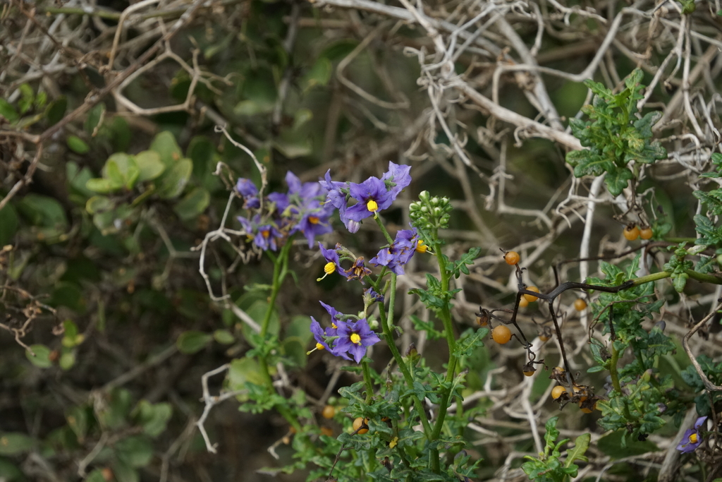 Solanum pinnatum; photograph (c) Lucas Illanes, some rights reserved (CC BY)